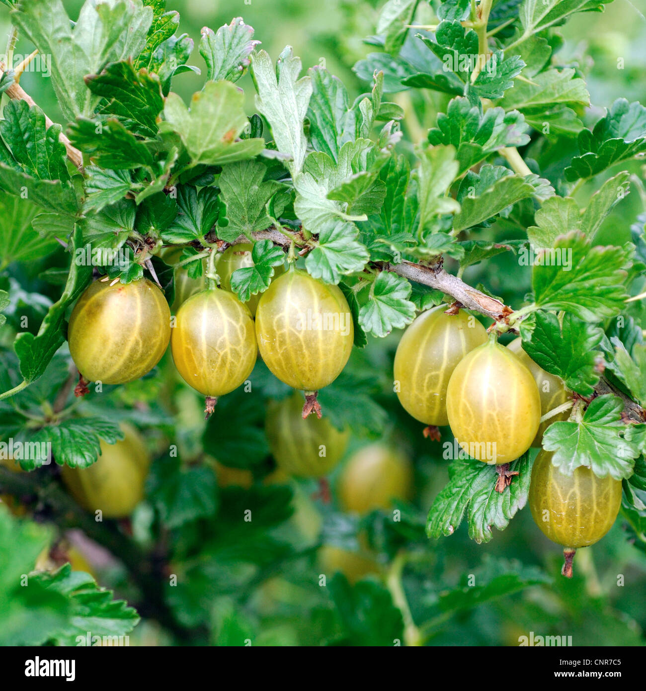 Wild uva, uva spina europea (Ribes uva-crispa "Gelbe Triumphbeere', Ribes uva-crispa Gelbe Triumphbeere), cultivar "Gelbe Triumphbeere' Foto Stock