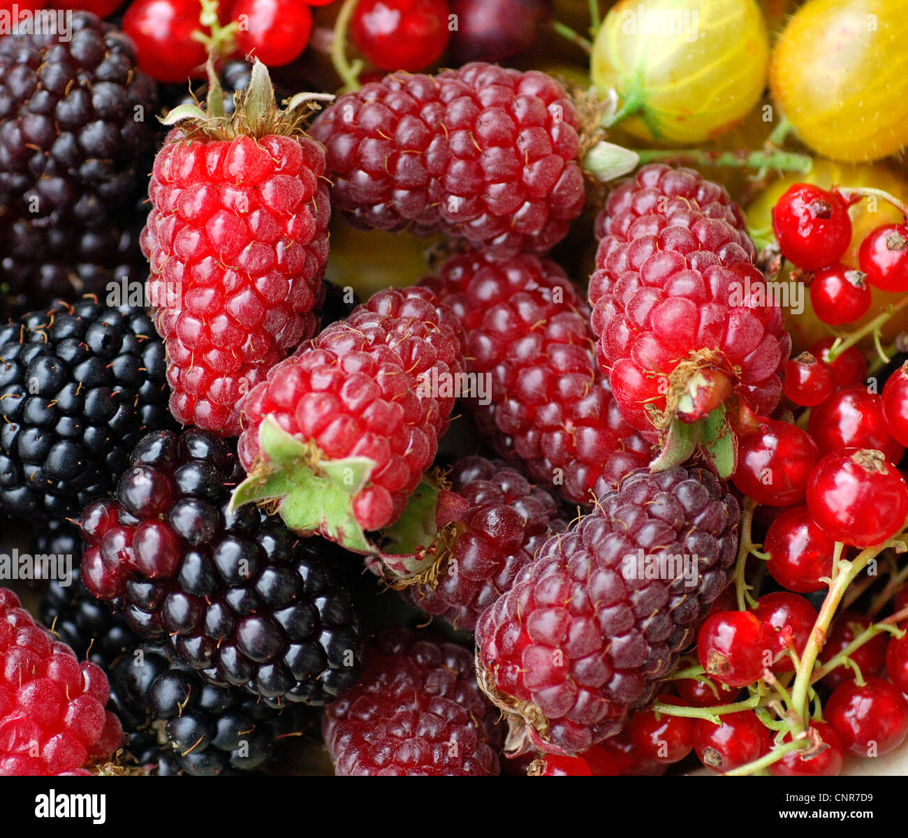 A nord di ribes rosso (ribes rubrum), diversi piccoli frutti Foto Stock