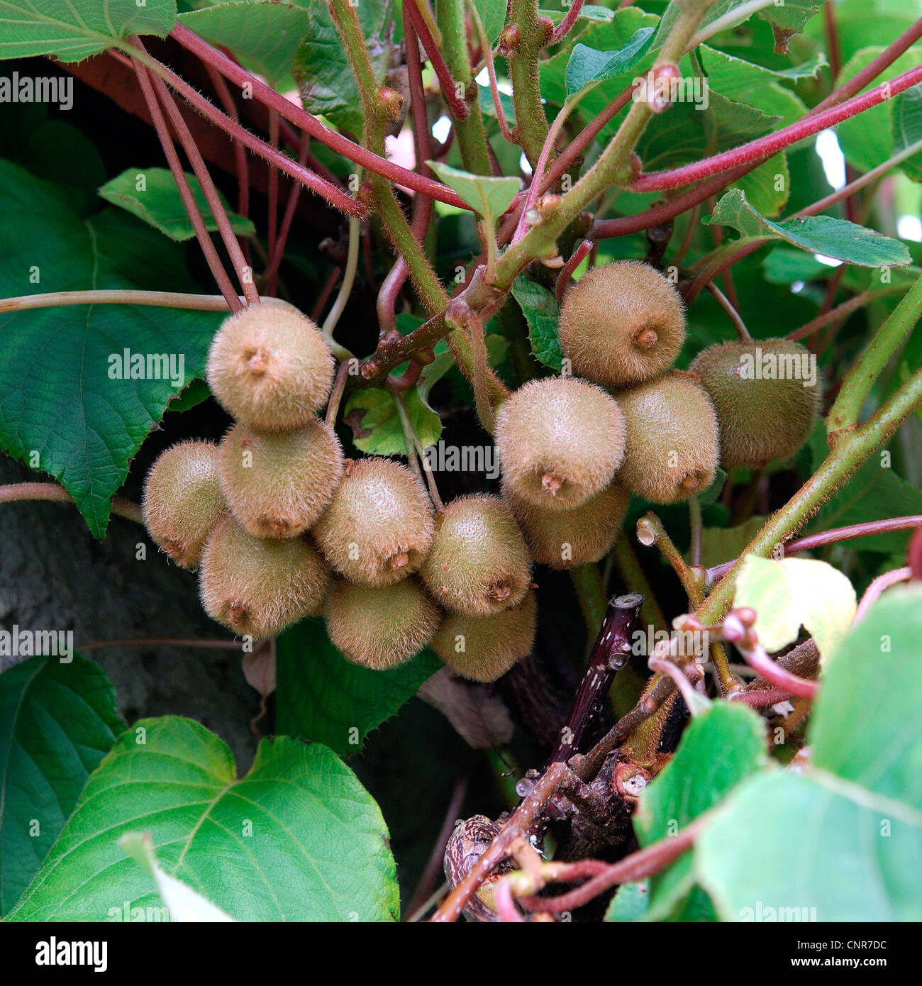 Il kiwi, uva spina cinese (Actinidia chinensis), cultivar 'Jenny' Foto Stock