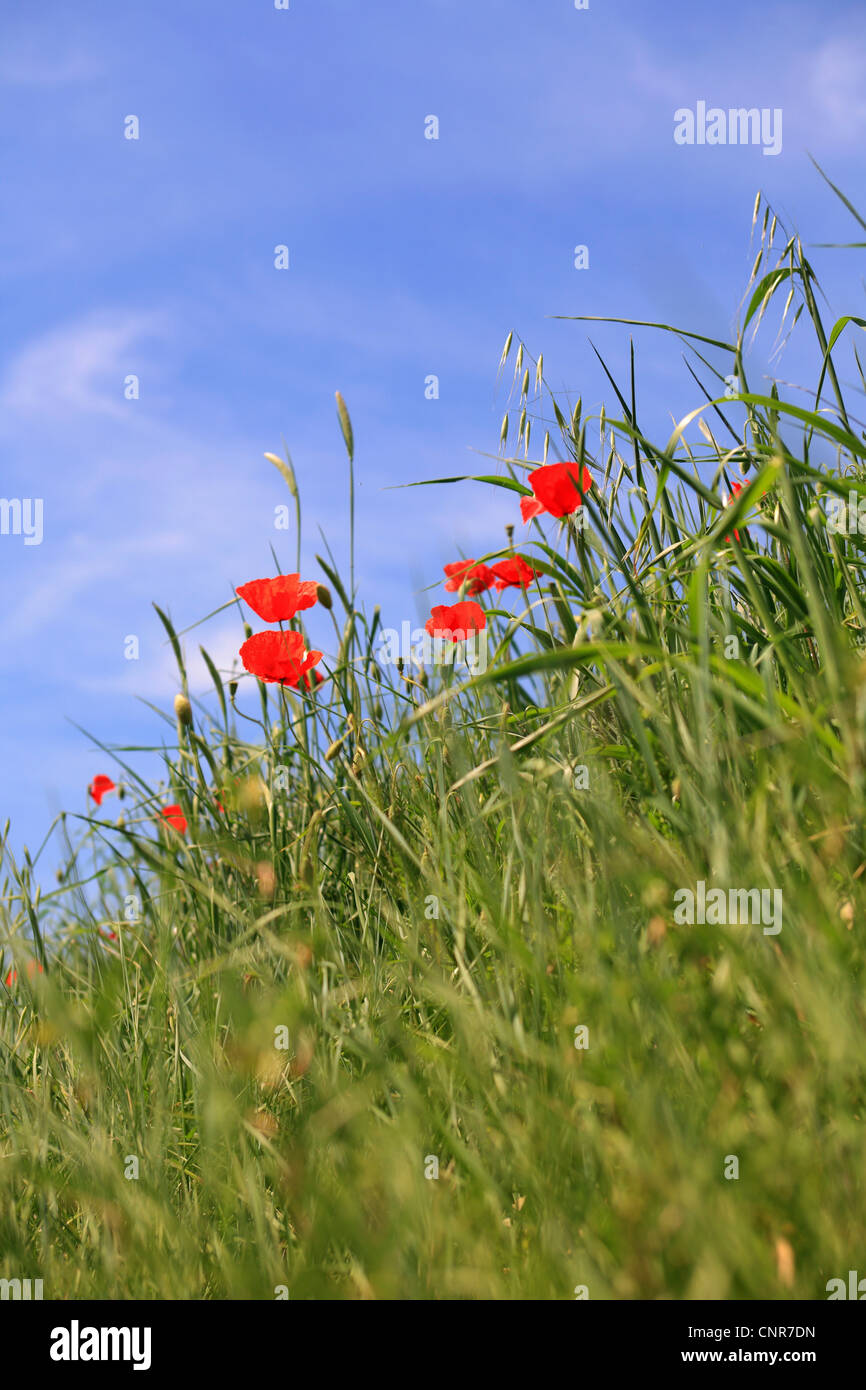 Comune di papavero, mais, papavero rosso papavero (Papaver rhoeas), che fiorisce in un campo di grano, Italia Foto Stock
