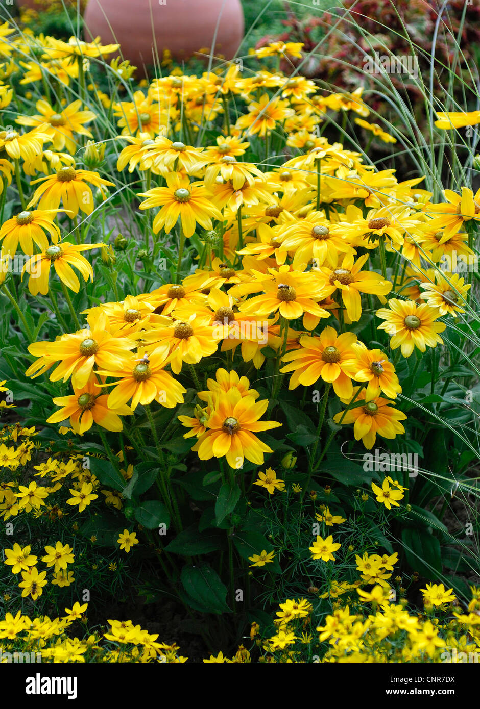 Black-eyed susan, coneflower peloso, giallo daisy (Rudbeckia hirta), cultivar hirta 'Prarie Sun" Foto Stock