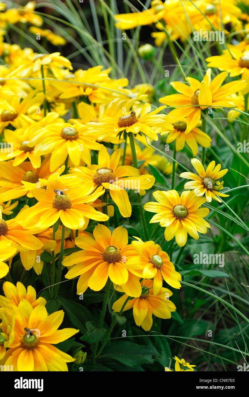 Black-eyed susan, coneflower peloso, giallo daisy (Rudbeckia hirta), cultivar 'Prarie Sun" Foto Stock
