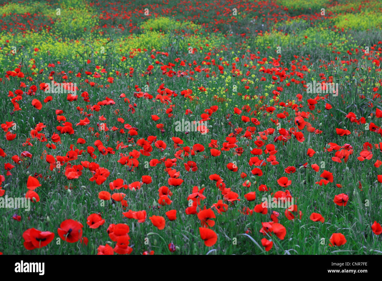 Comune di papavero, mais, papavero rosso papavero (Papaver rhoeas), campo di papavero, Italia Foto Stock