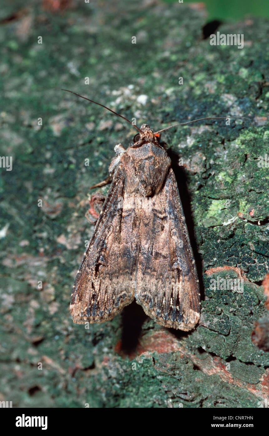 Dart scuro moth, scuro spada-erba moth; nero (cutworm Agrotis ipsilon, Agrotis ypsilon, Scotia ypsilon), seduti su un tronco di albero, Germania Foto Stock