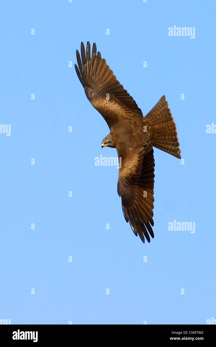 Nibbio, giallo-fatturati kite (Milvus migrans), volare, Europa Foto Stock Nibbio, giallo-fatturati kite (Milvus migrans), volare, Europa Foto Stock