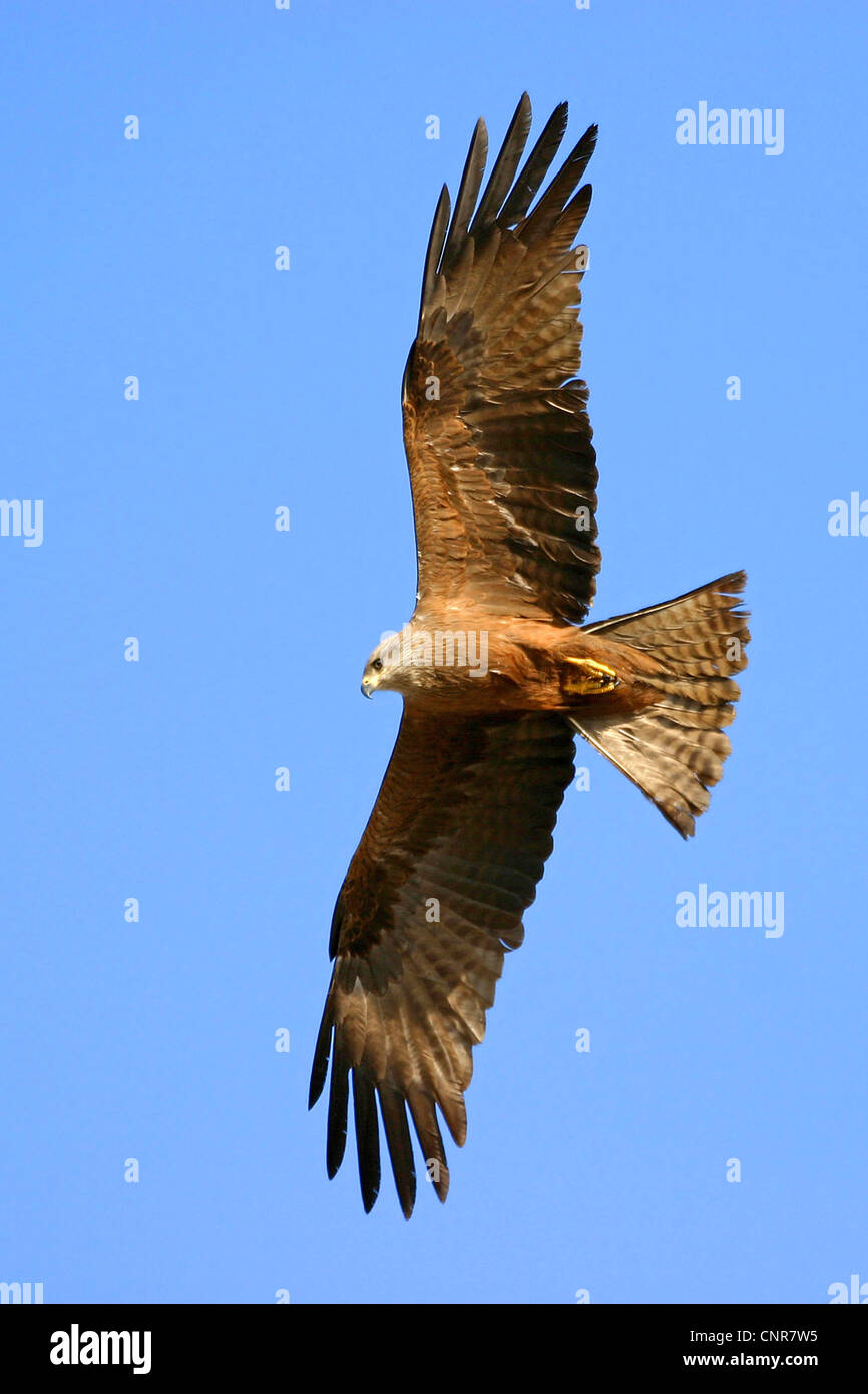 Nibbio, giallo-fatturati kite (Milvus migrans), volare, Europa Foto Stock Nibbio, giallo-fatturati kite (Milvus migrans), volare, Europa Foto Stock
