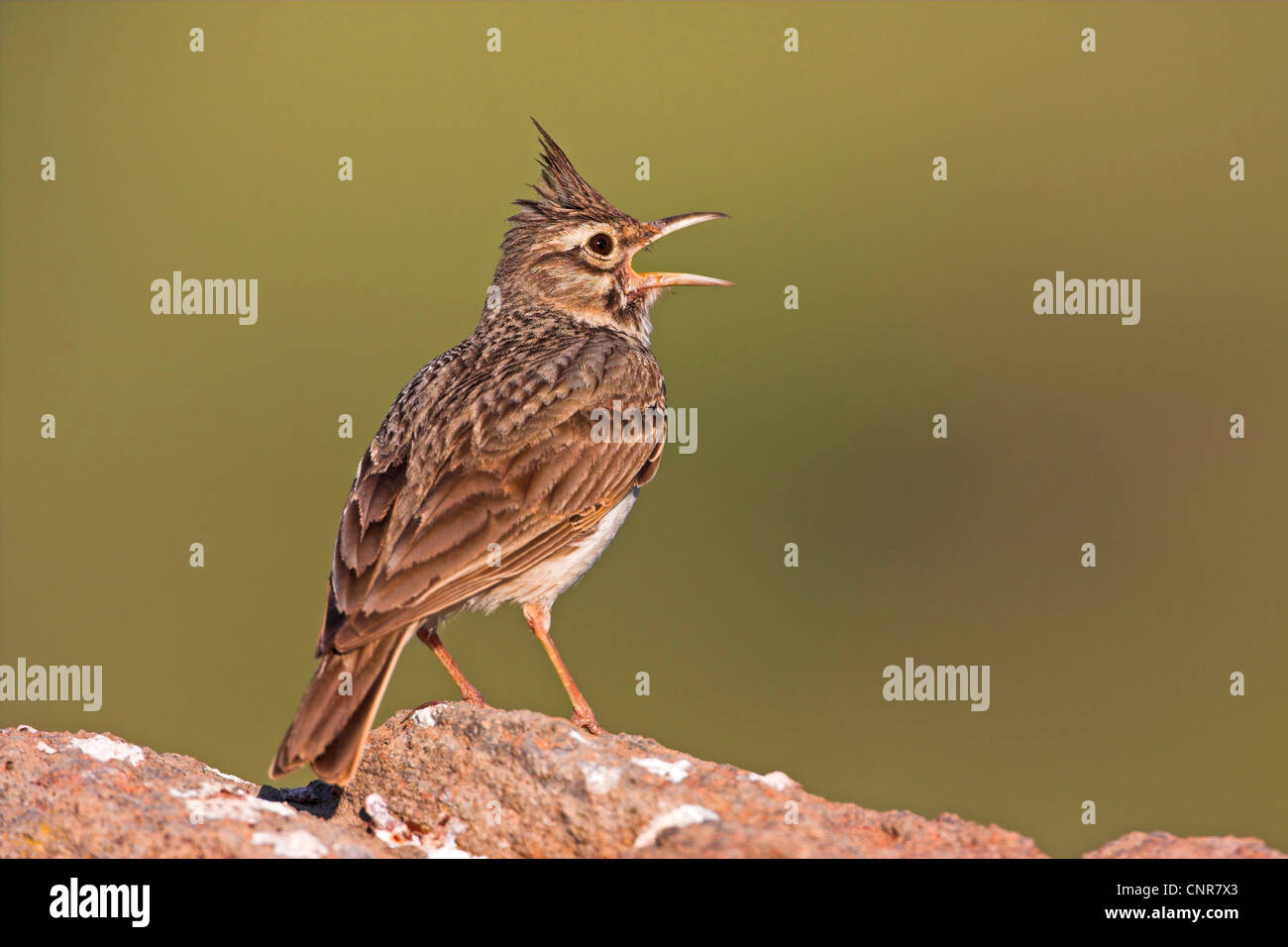 Crested lark (Galerida cristata), cantando, Europa Foto Stock