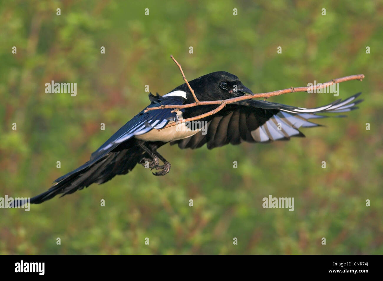 Nero-fatturati gazza (Pica pica), volare con materiale di nidificazione, Europa Foto Stock