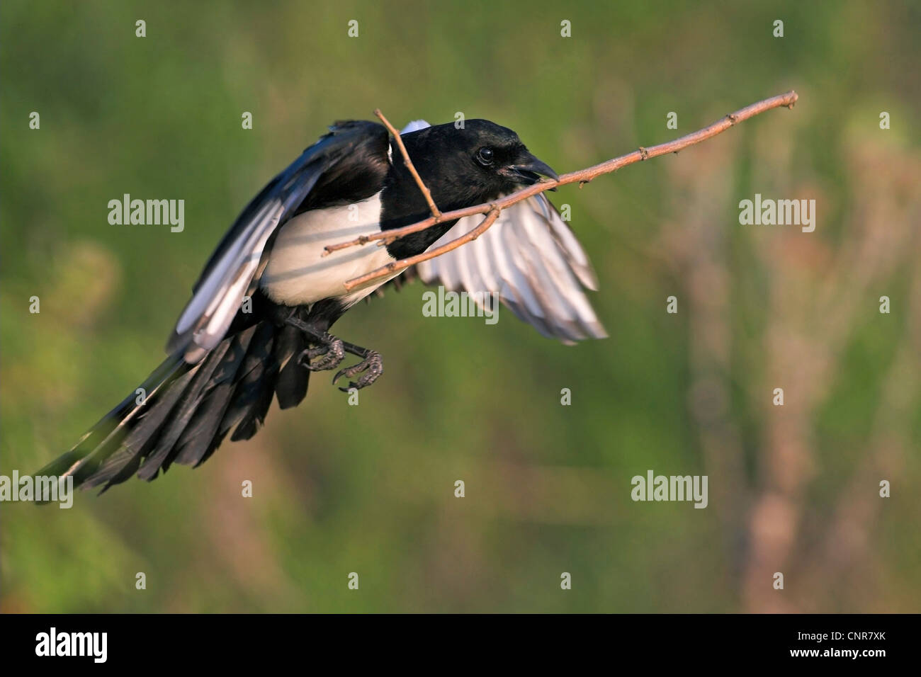 Nero-fatturati gazza (Pica pica), volare con materiale di nidificazione, Europa Foto Stock