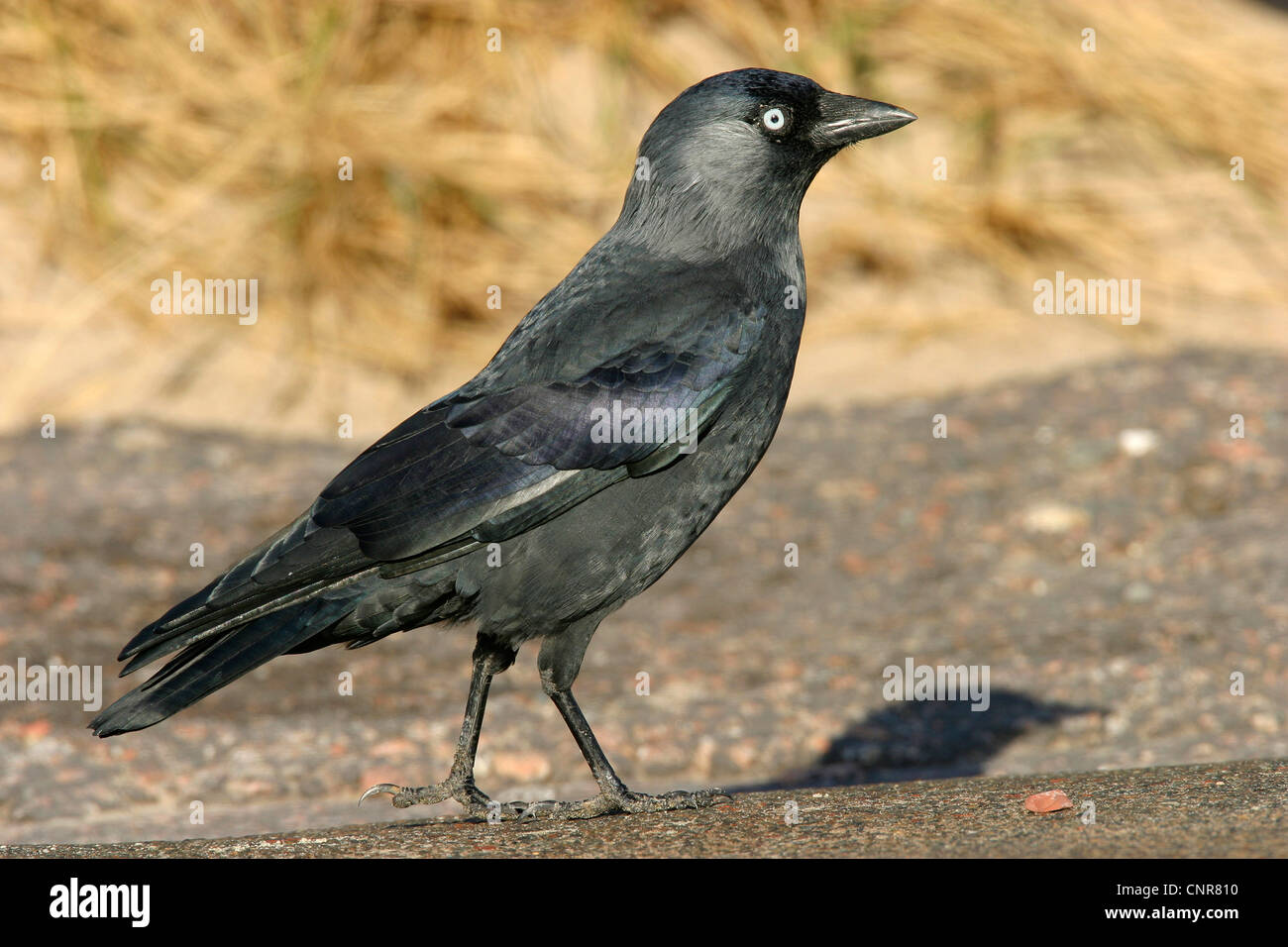 Taccola (Corvus monedula), camminando sulla terra, Europa Foto Stock