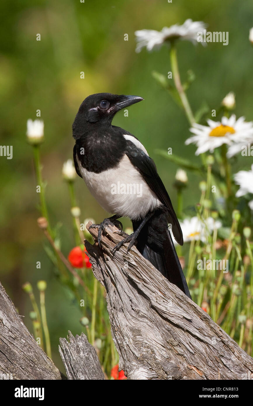 Nero-fatturati gazza (Pica pica), seduti su legno morto Foto Stock