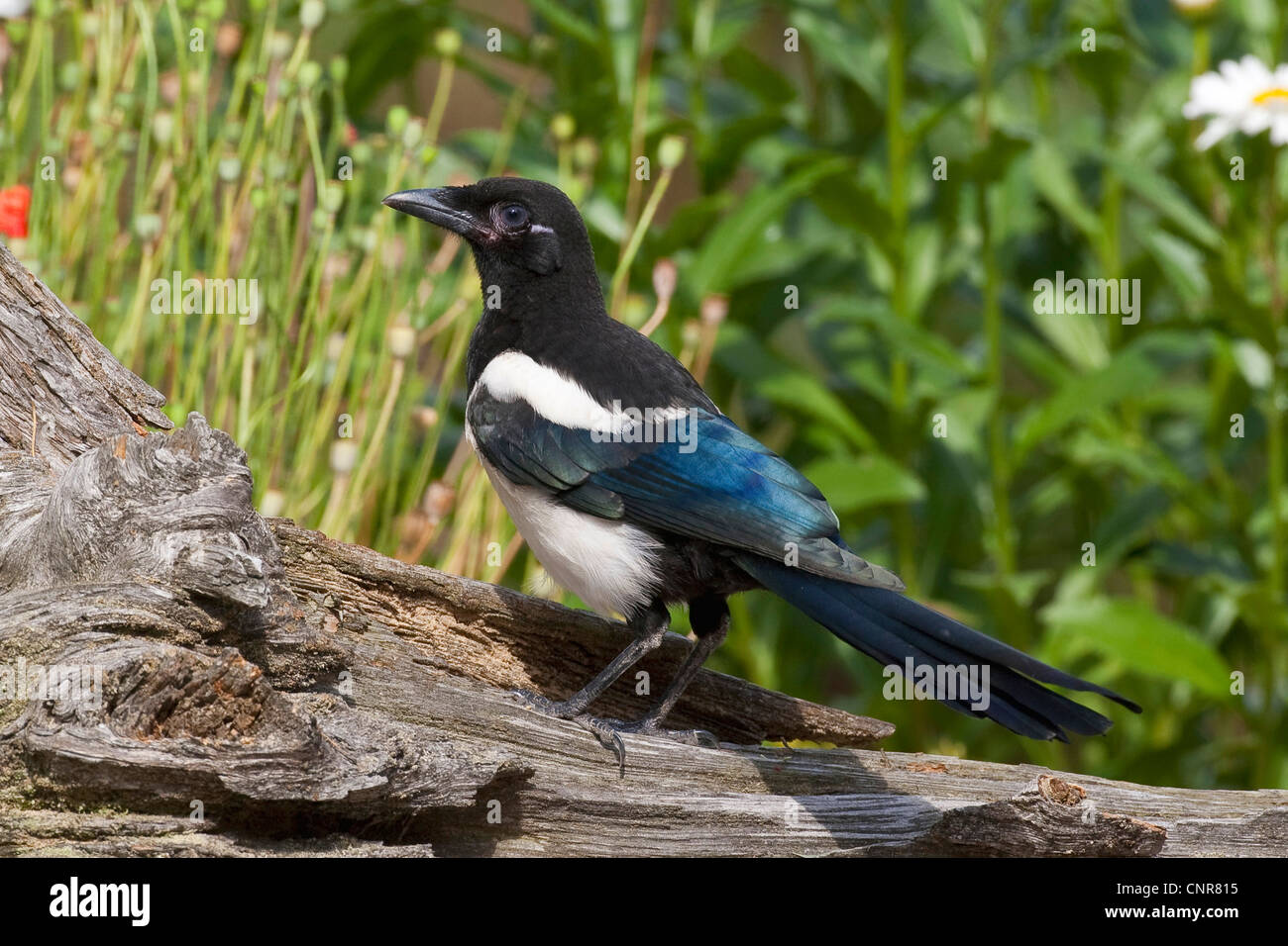Nero-fatturati gazza (Pica pica), seduti su legno morto Foto Stock
