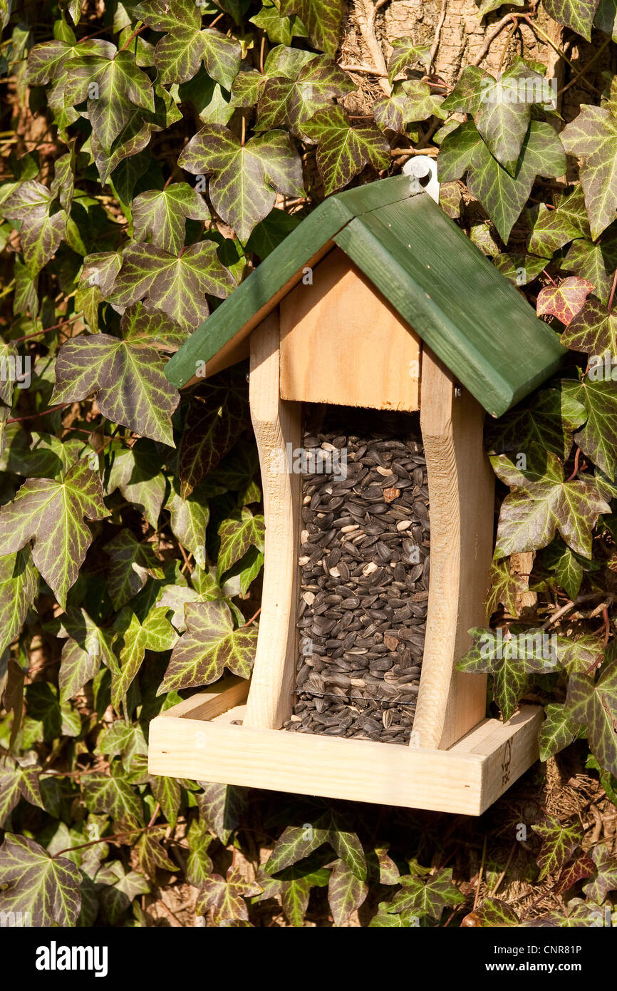 Bird Feeder riempito con semi di girasole Foto Stock