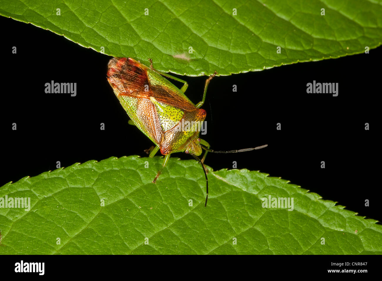 Biancospino Shieldbug (Acanthosoma haemorrhoidale), fra due foglie, Germania Foto Stock