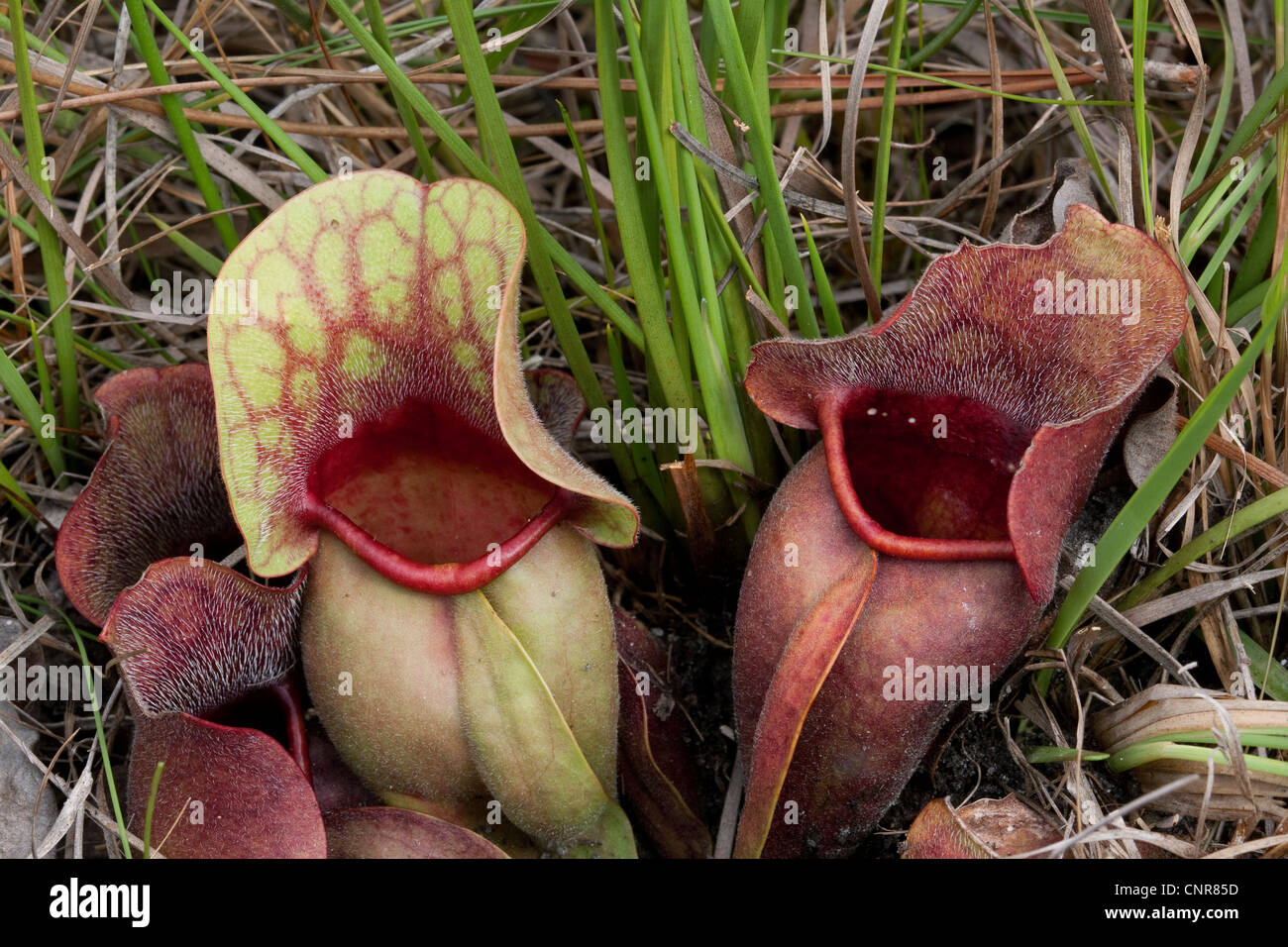 Carnivoro Burk's pianta brocca Sarracenia rosea Florida USA Foto Stock