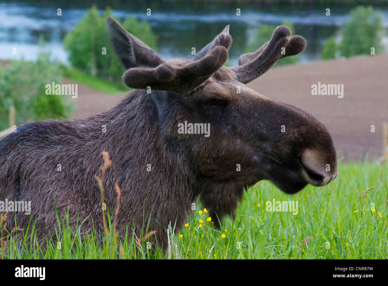 Alci, elk (Alces alces), maschio, ritratto sul prato, Svezia Foto Stock