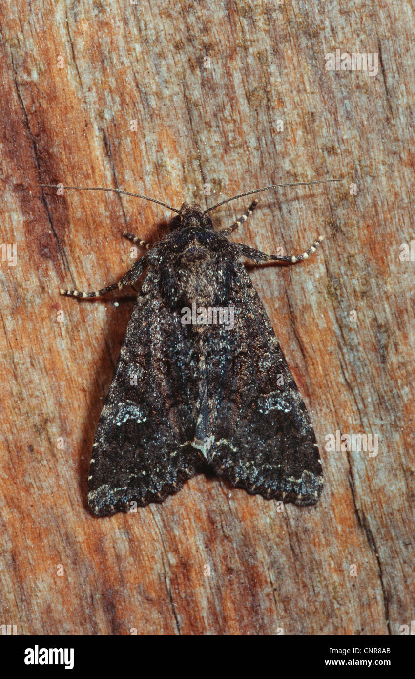 Coronet (Craniophora ligustri), vista dall'alto, Germania Foto Stock