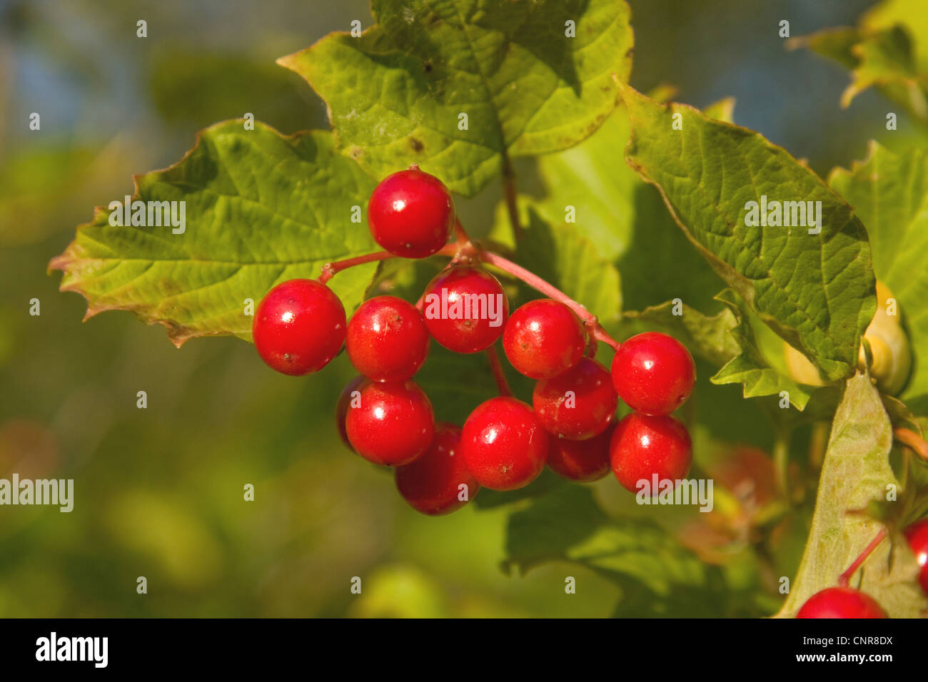 Viburno-rose viburnum (Viburnum opulus), frutti rossi nella luce della sera, in Germania, in Baviera Foto Stock