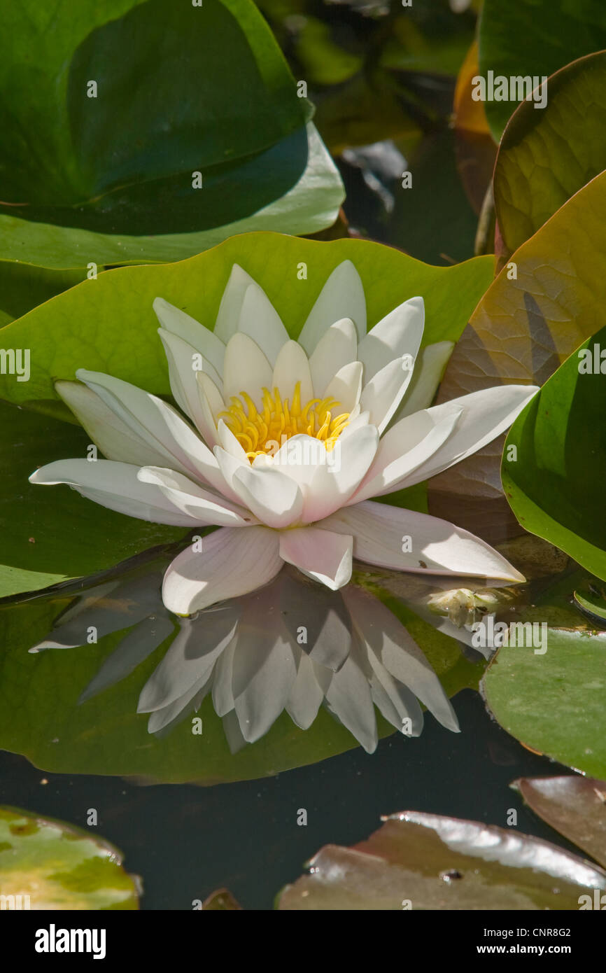 Ninfea bianca, white pond lily (Nymphaea alba), la retroilluminazione con immagine speculare Foto Stock