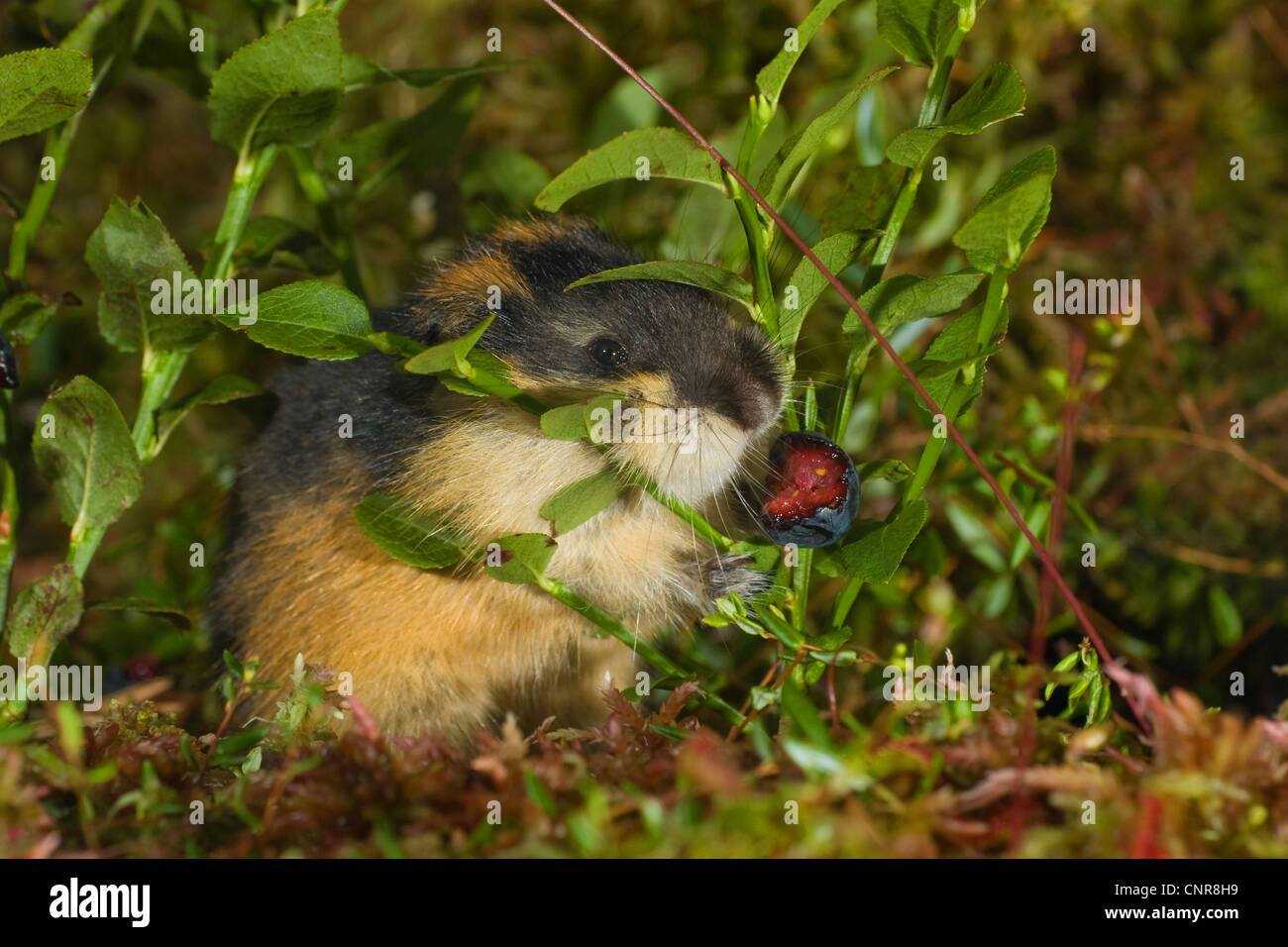 Norvegia lemming (Lemmus lemmus), di alimentazione su , Norvegia Foto Stock