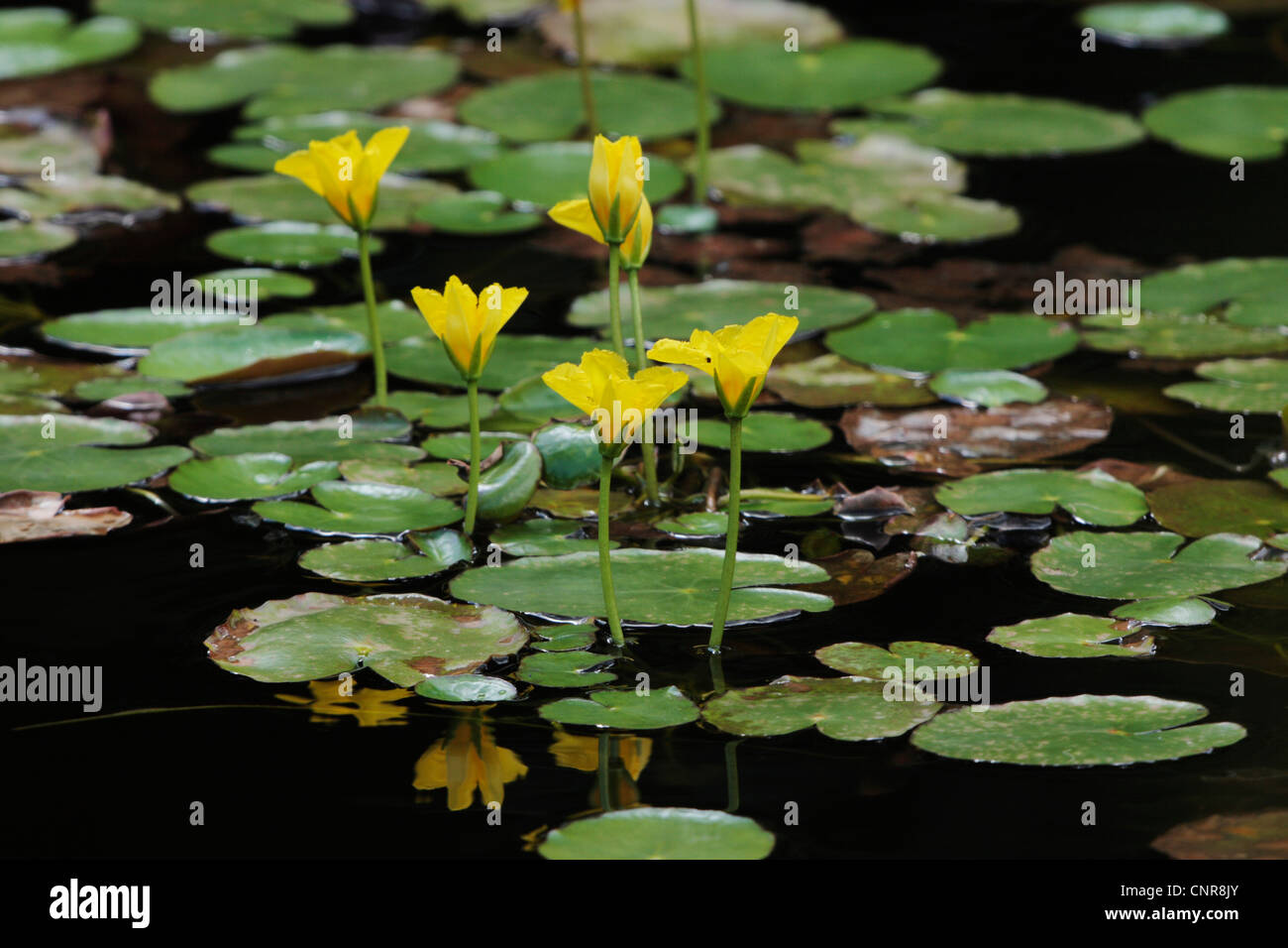 Orlata di acqua-LILY (Nymphoides peltata), fiori con immagine speculare sulla superficie dell'acqua, in Germania, in Baviera Foto Stock