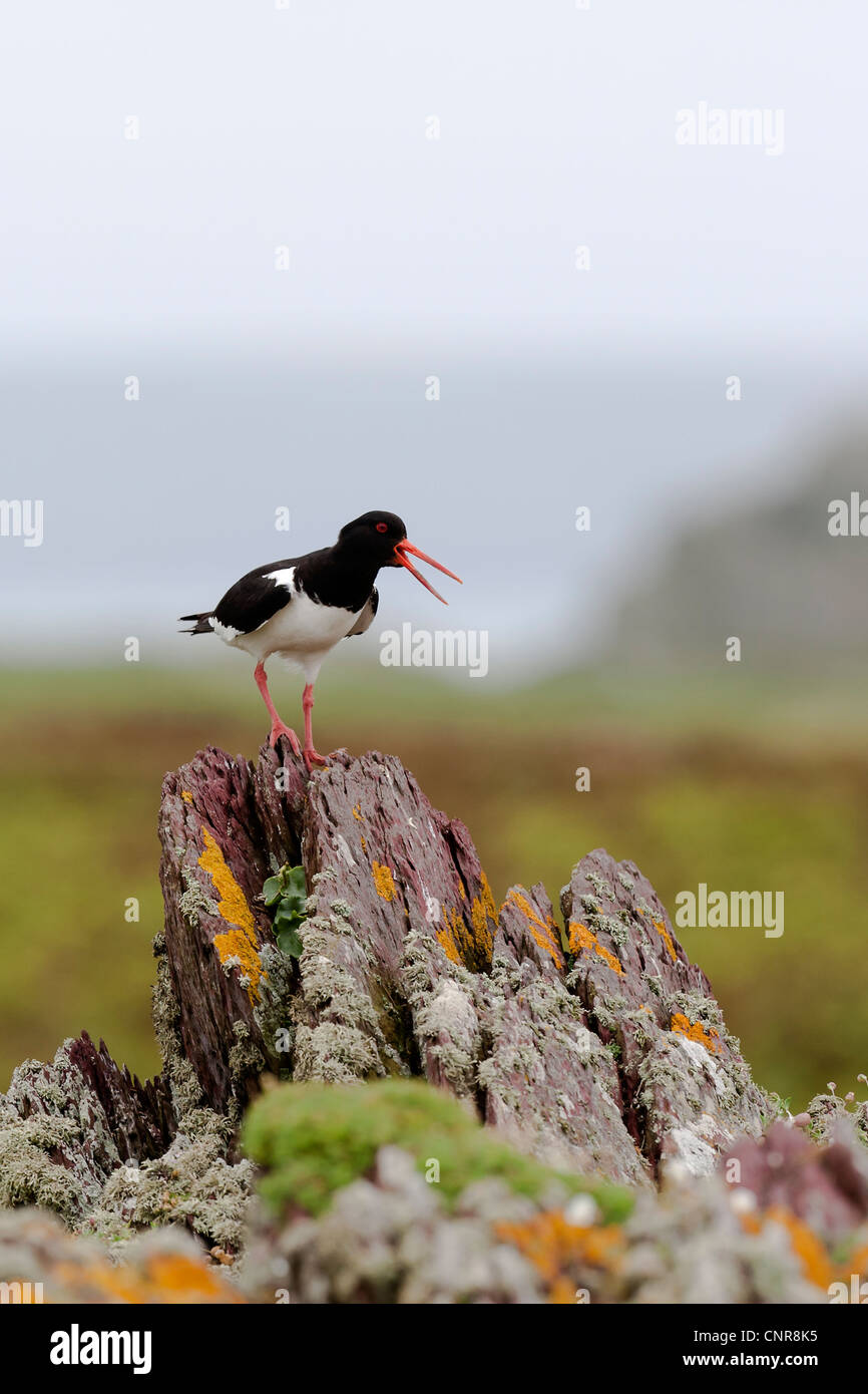 Eurasian Oystercatcher Haematopus ostralegus UK spazio copia Foto Stock