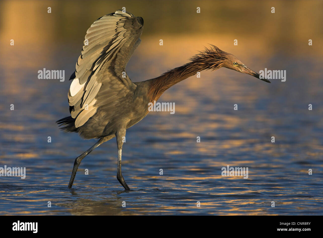 Reddish garzetta (Egretta rufescens), catturare la preda, STATI UNITI D'AMERICA, Florida Everglades National Park Foto Stock