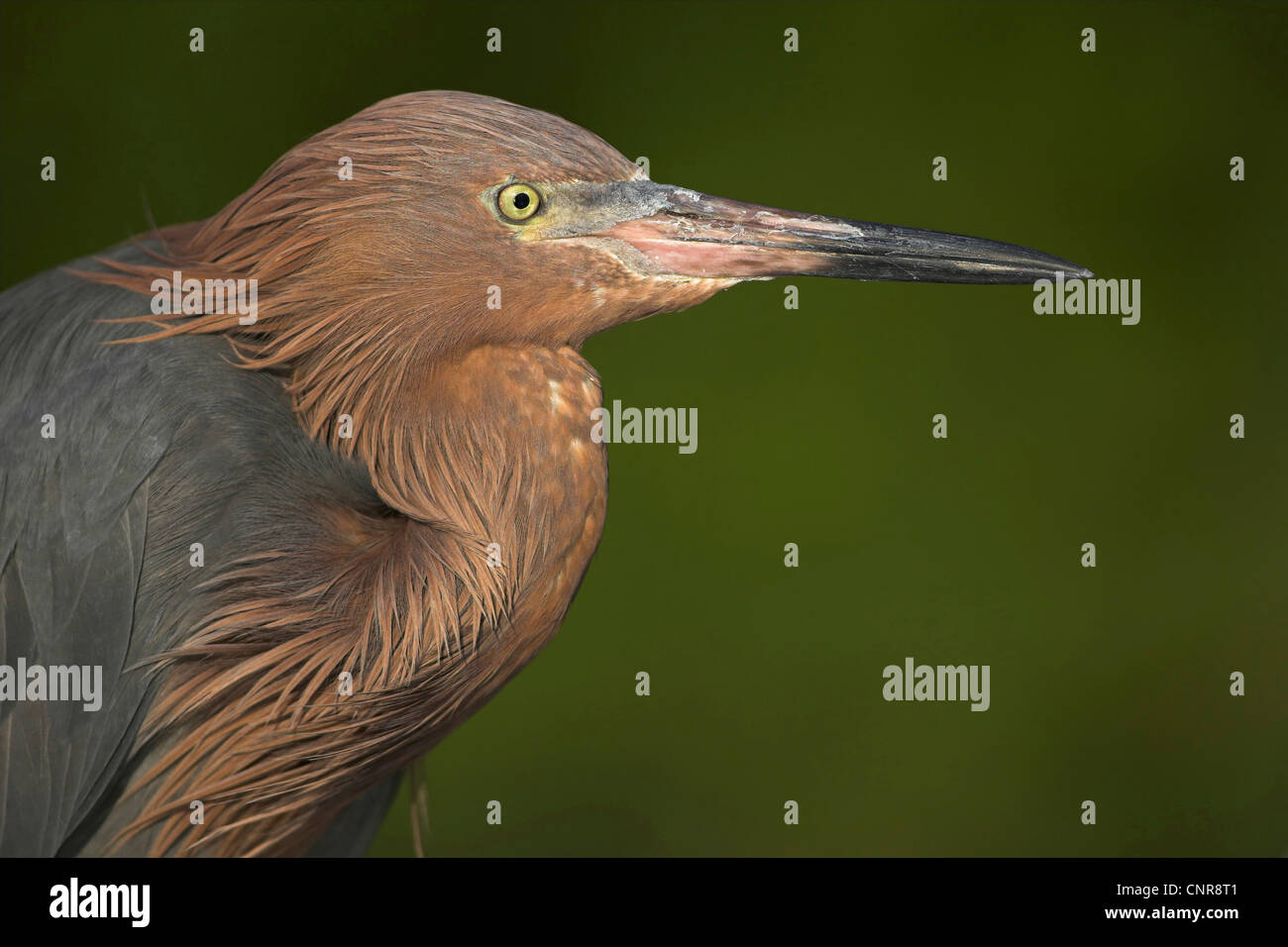 Reddish garzetta (Egretta rufescens), ritratto, STATI UNITI D'AMERICA, Florida Everglades National Park Foto Stock