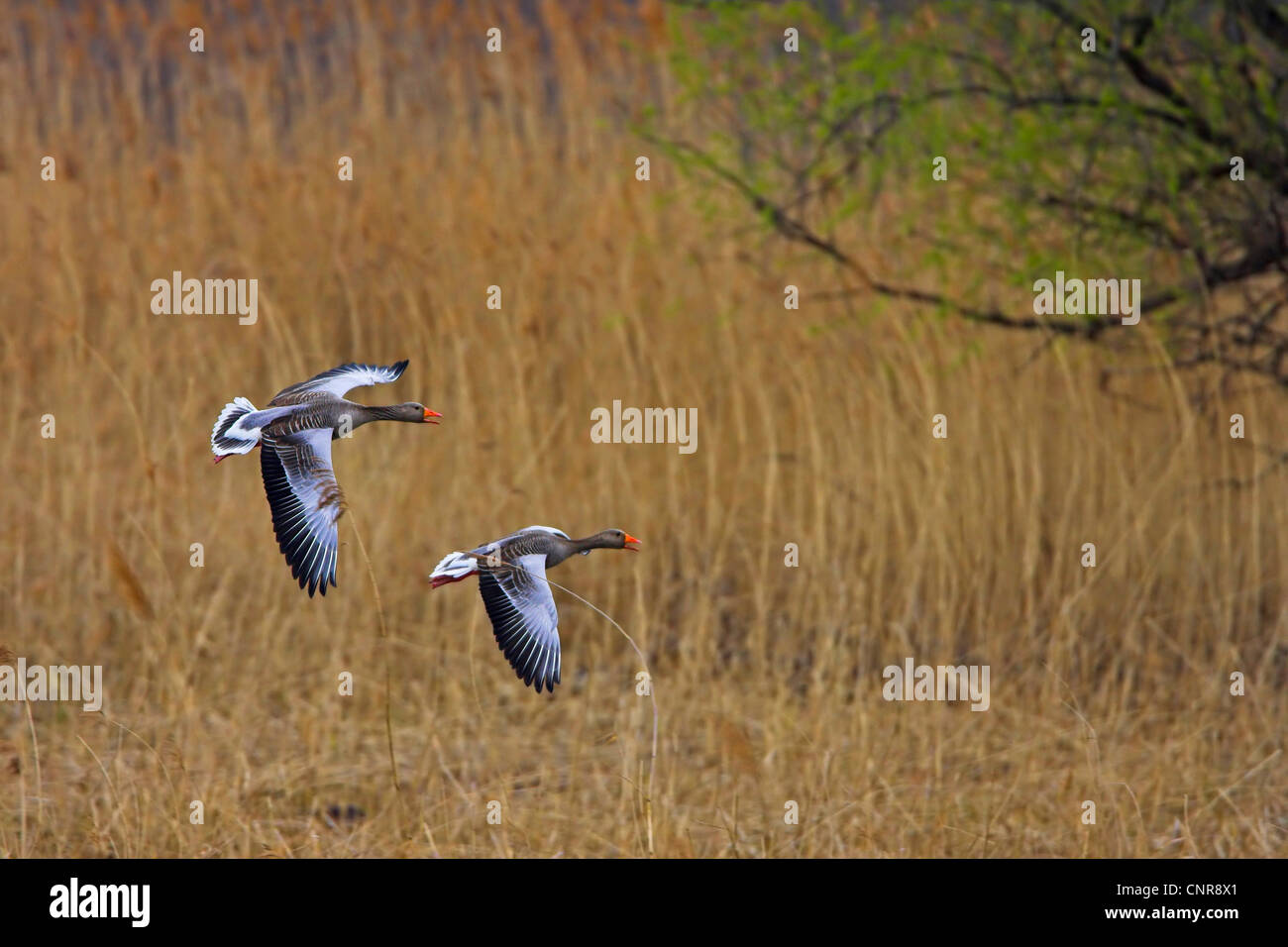 Graylag goose (Anser anser), due individui battenti, Europa Foto Stock