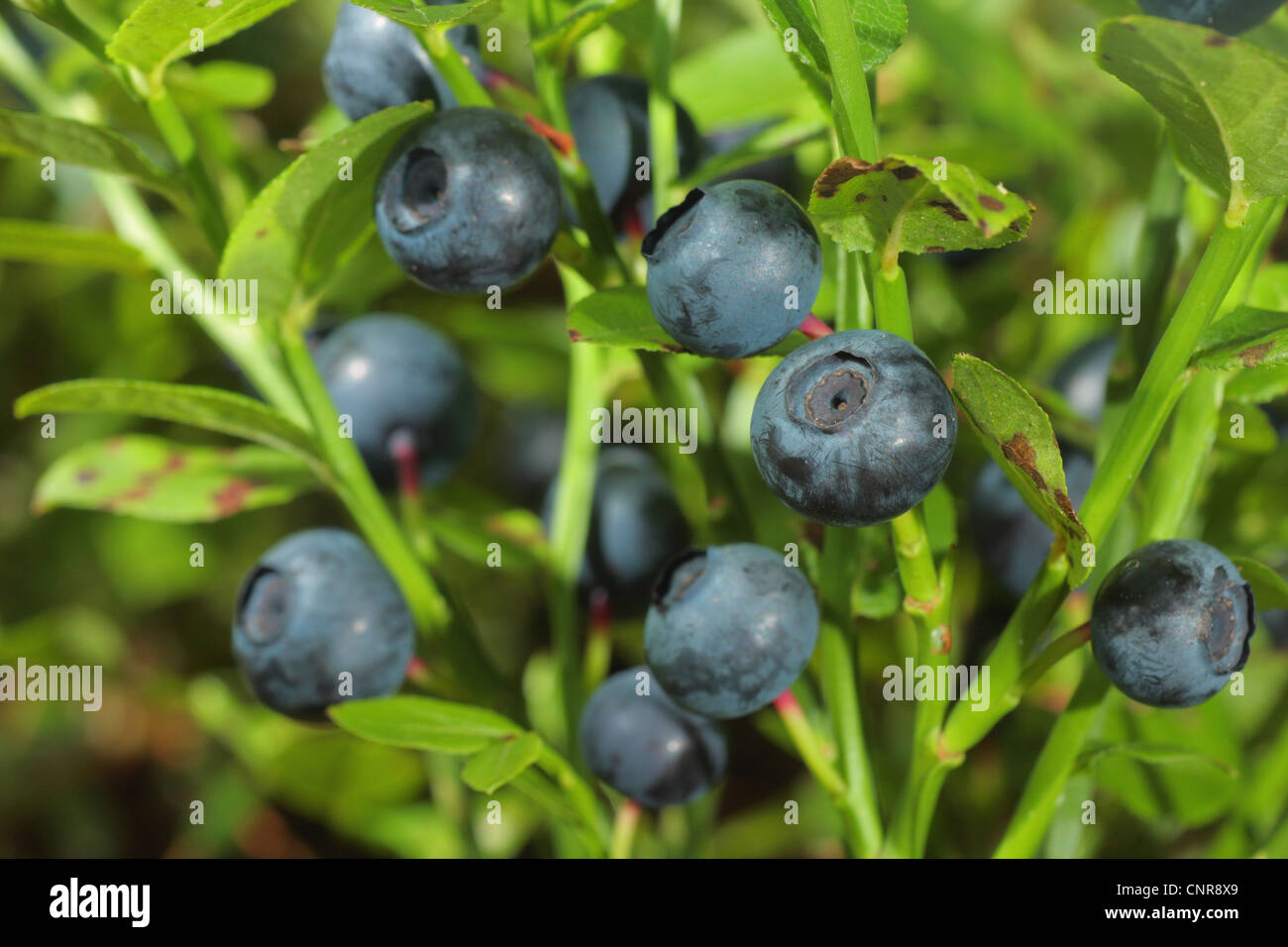 Il mirtillo nana, mirtillo, huckleberry, bassa billberry (Vaccinium myrtillus), frutti di bosco al bush, in Germania, in Baviera Foto Stock