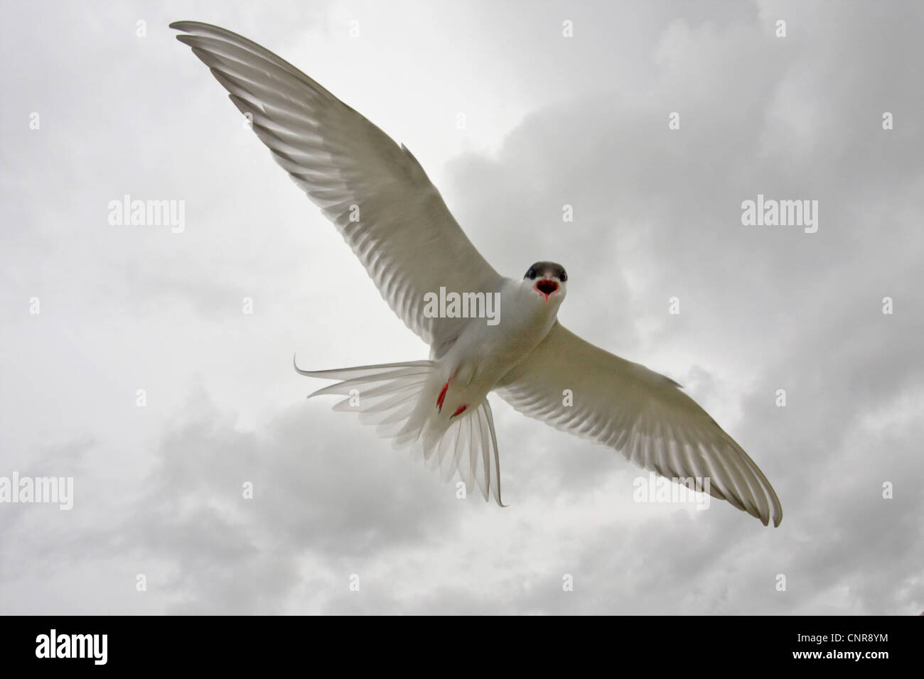 Arctic Tern (sterna paradisaea), volare e chiamando, Norvegia, Knuthso Landschaftsschutzgebiet, Opdal Foto Stock