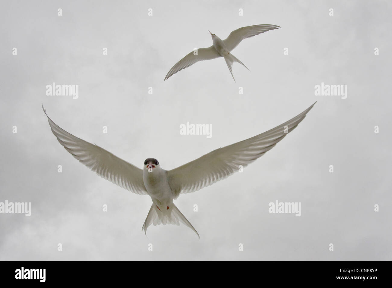 Arctic Tern (sterna paradisaea), attacco di volo, Norvegia, Knuthso Landschaftsschutzgebiet, Opdal Foto Stock