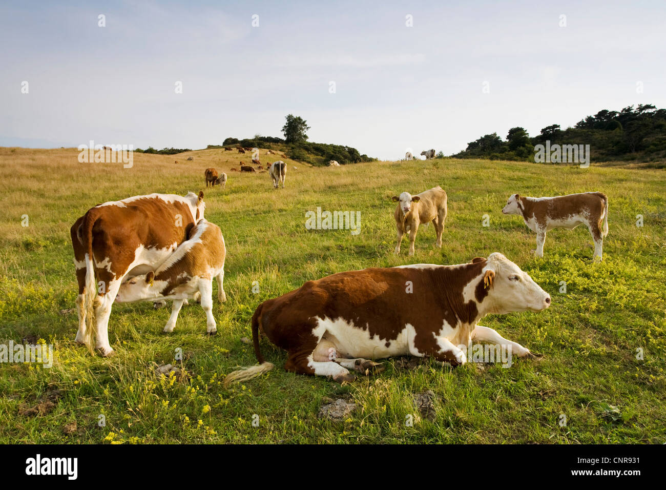 Gli animali domestici della specie bovina (Bos primigenius f. taurus), mucche al pascolo, Germania, Meclemburgo-Pomerania, Hiddensee Foto Stock