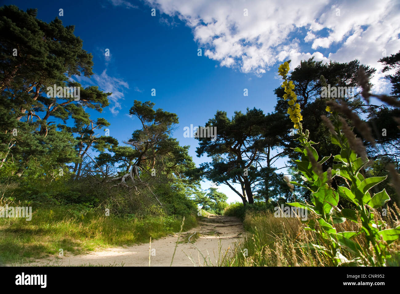 Paesaggio con campo di sabbia e percorso Mullein, Germania, Meclemburgo-Pomerania, Hiddensee Foto Stock