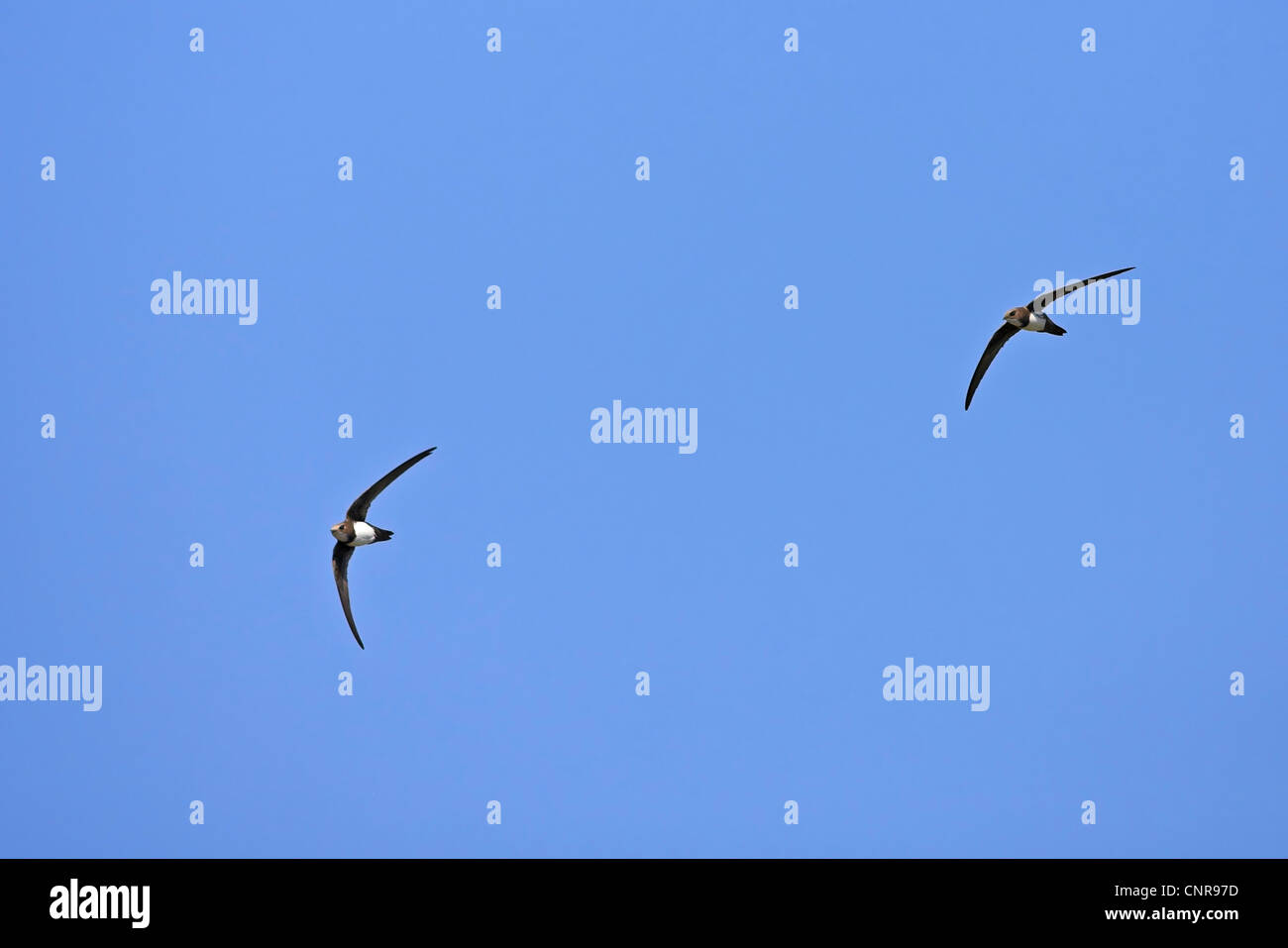 Alpine swift (Apus melba, Tachymarptis melba), due individui battenti, Austria Foto Stock