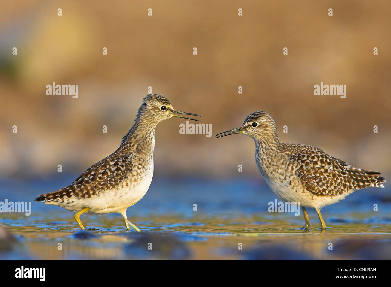 Wood sandpiper (Tringa glareola), due individui di combattimento, Germania Foto Stock