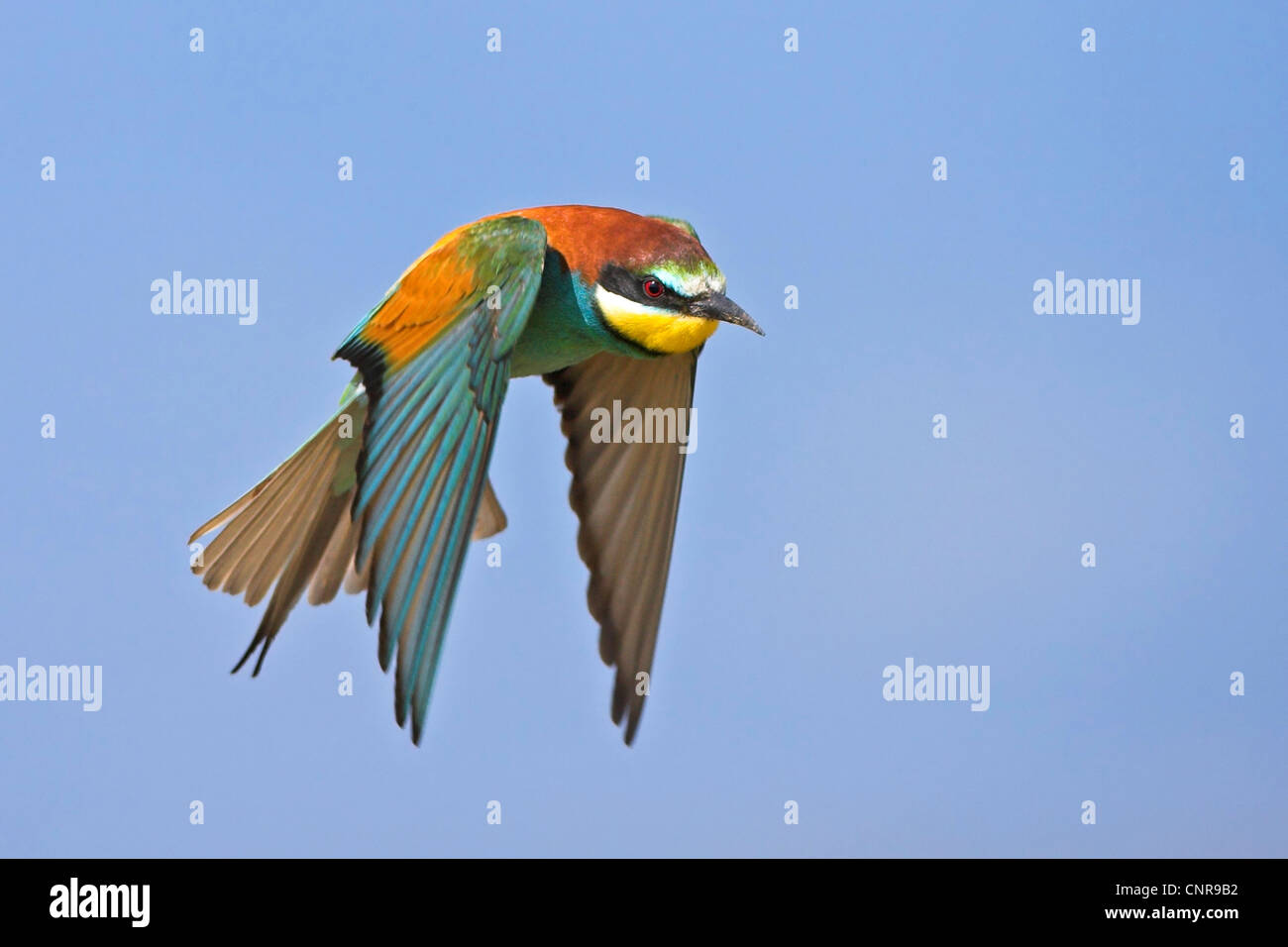 Unione bee eater (Merops apiaster), volare, Germania Foto Stock