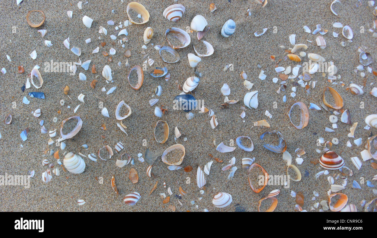 Conchiglie in sabbia, Paesi Bassi Foto Stock