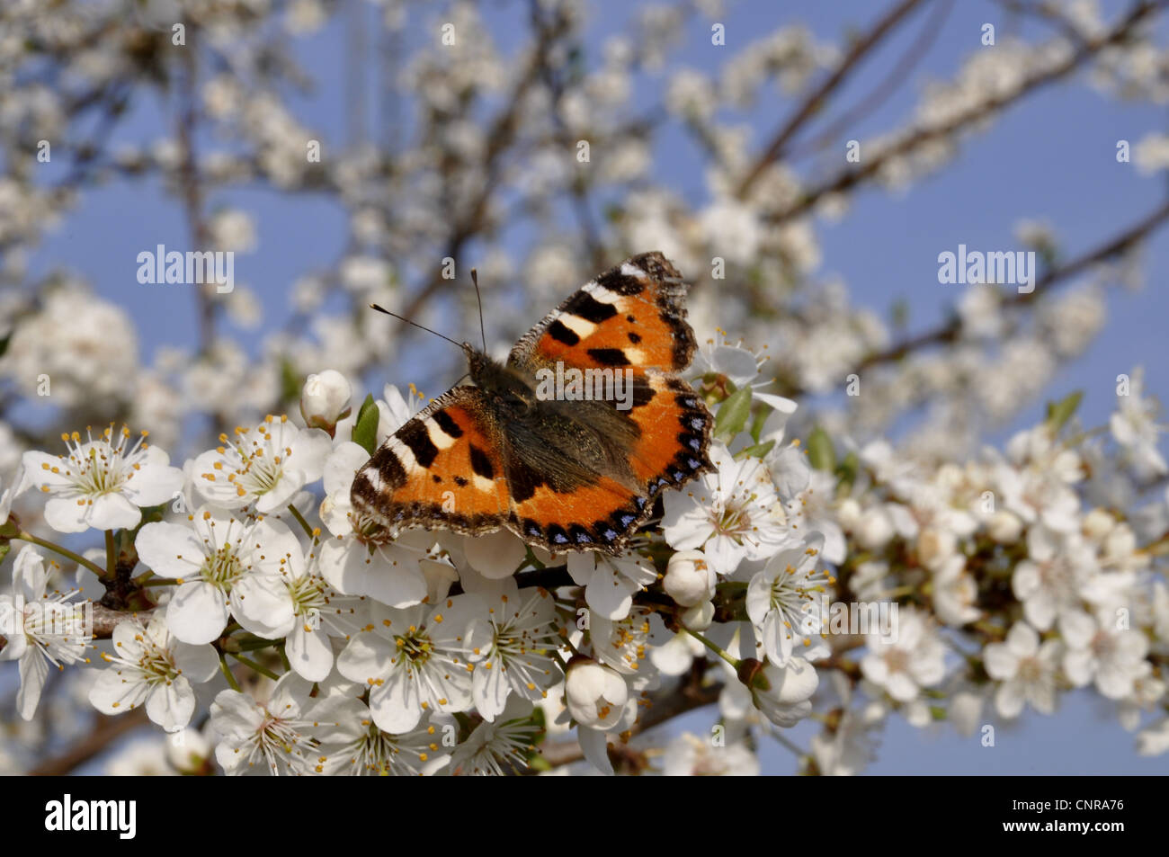 Alberi, arbusti, fiori, prugna, pin, butterfly piccola tartaruga, Aglais urticae, Prunus domestica Foto Stock