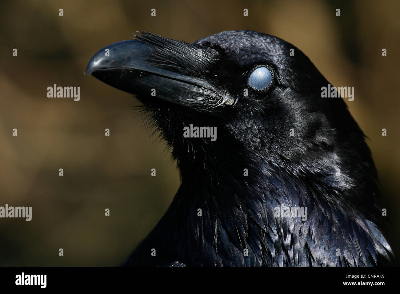 Comune di corvo imperiale (Corvus corax), ritratto con chiuso membrana nictitating Foto Stock