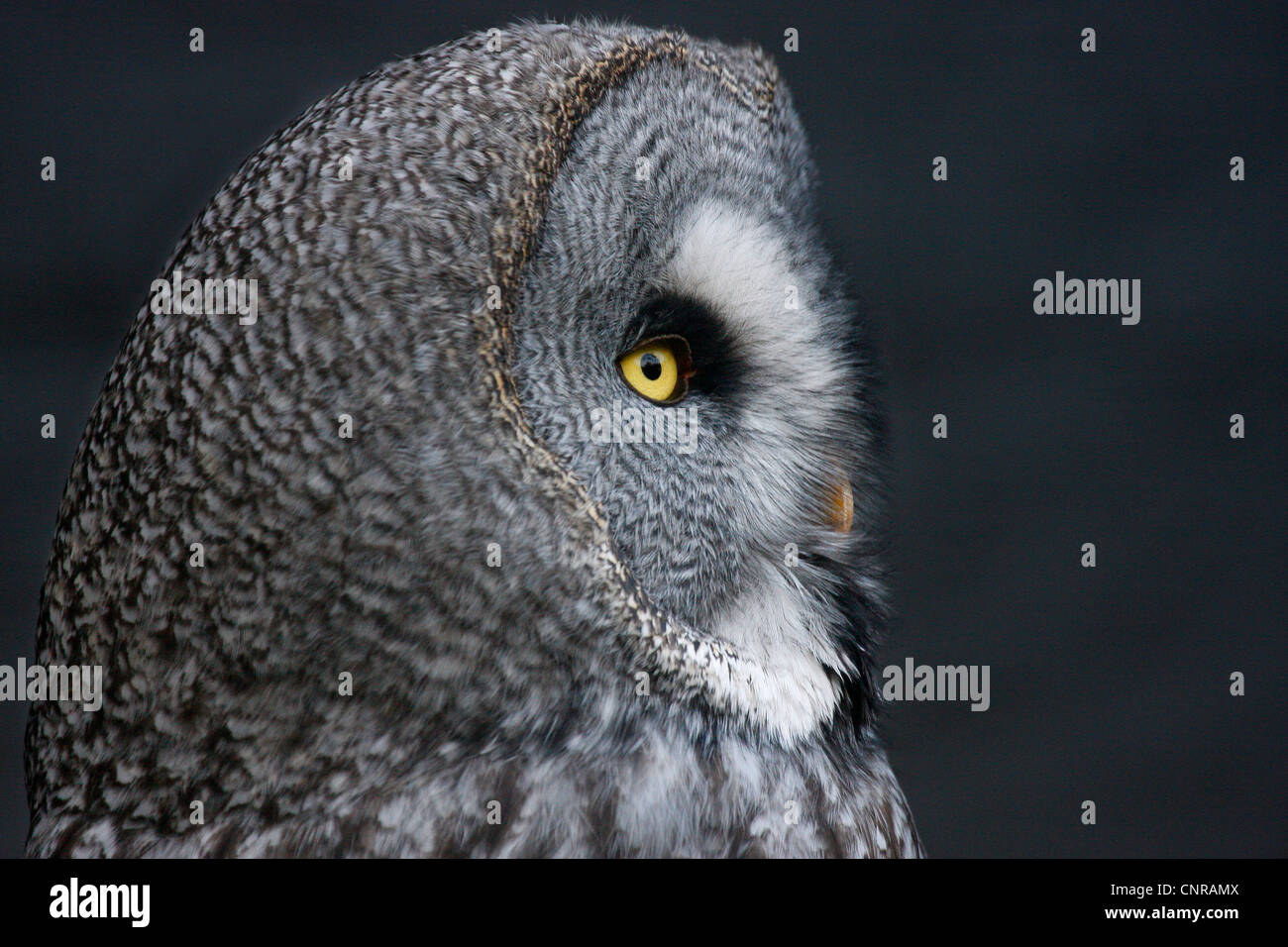 Grande grigio allocco (Strix nebulosa), ritratto Foto Stock