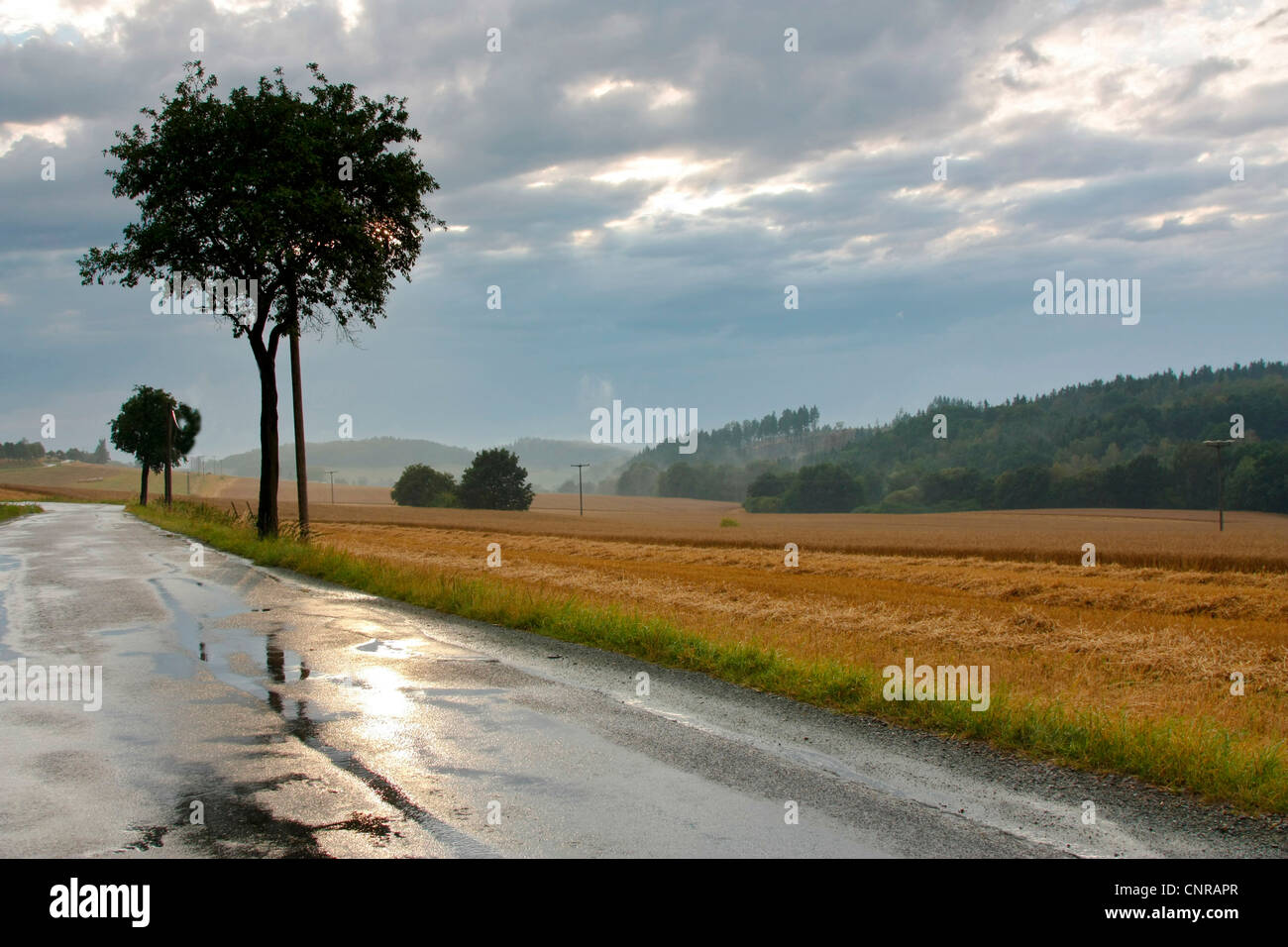 Sunrise in una nebbiosa mattina, in Germania, in Sassonia, Vogtlaendische Schweiz Foto Stock