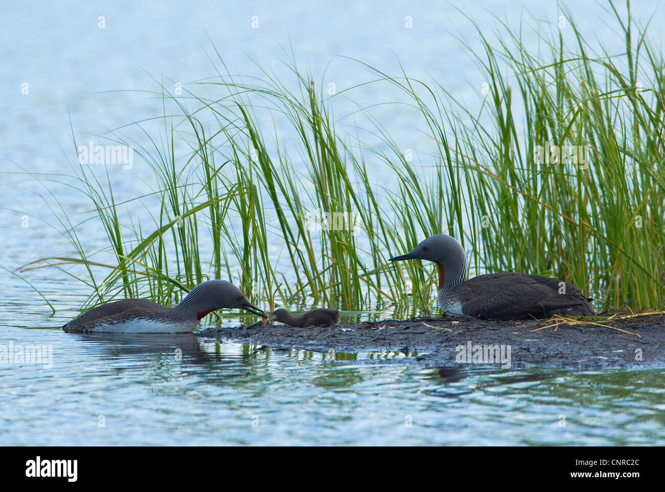 Rosso-throated diver (Gavia stellata), genitori con un giorno il vecchio pulcino, Germania, Bassa Sassonia, Troms Foto Stock