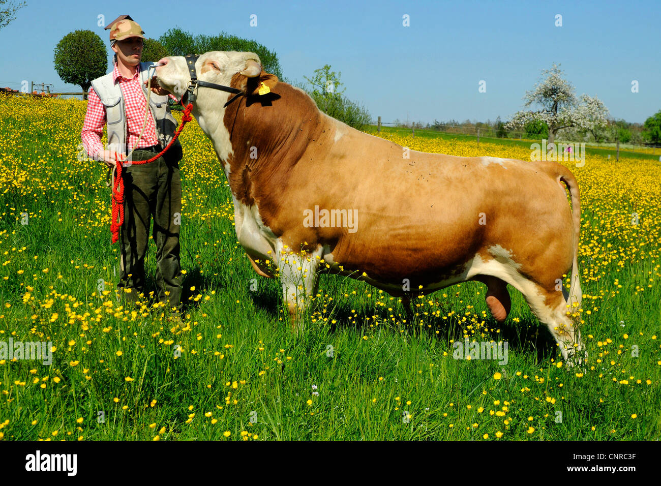 Gli animali domestici della specie bovina (Bos primigenius f. taurus), Hinterwaelder Bovini, GERMANIA Baden-Wuerttemberg Foto Stock