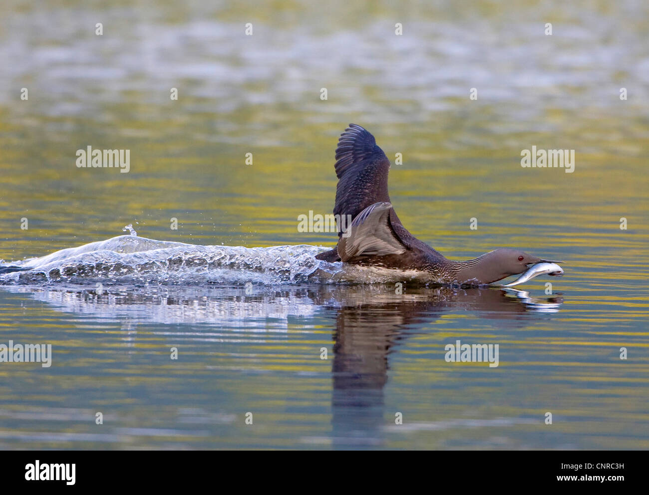 Rosso-throated diver (Gavia stellata), sbarco con la preda, Norvegia, Troms, Troms Foto Stock