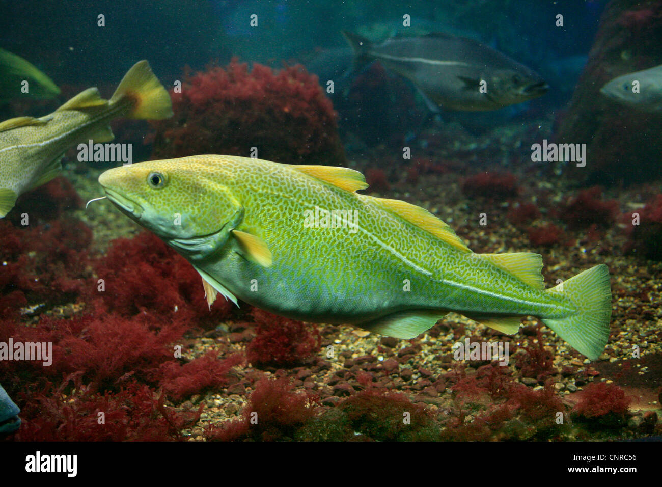 Merluzzo bianco, merluzzo bianco, codling (Gadus morhua), in acquario, Norvegia Hordaland, Bergen Foto Stock