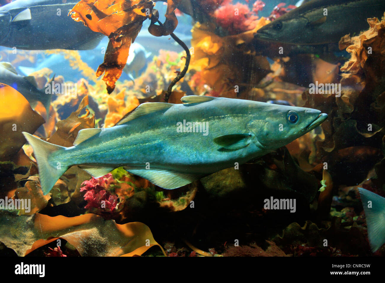 Merluzzo carbonaro, Pollock, Atlantic pollock, Coley, Merluzzi carbonari (Pollachius virens), in acquario, Norvegia Hordaland, Bergen Foto Stock