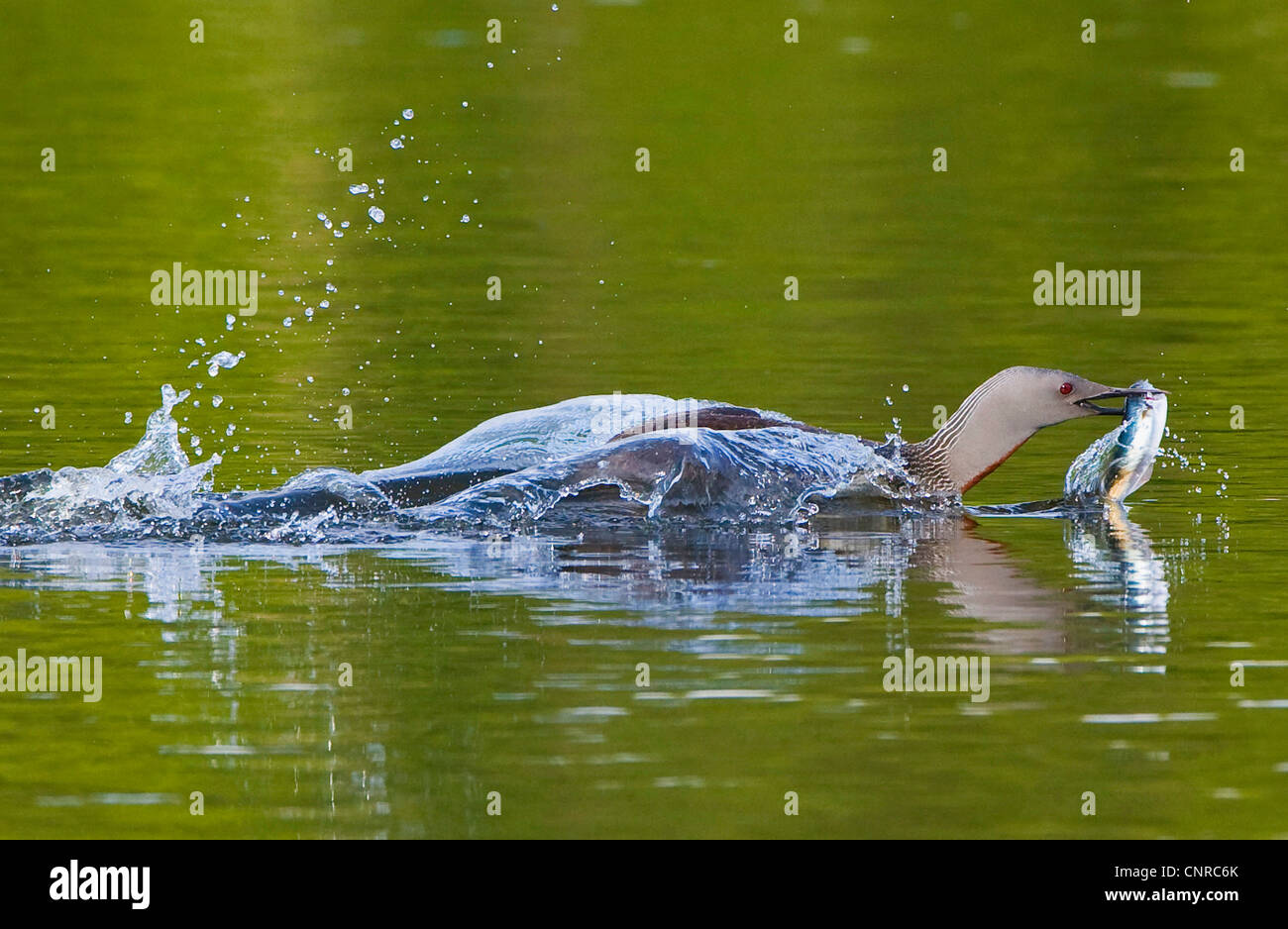 Rosso-throated diver (Gavia stellata), sbarco con la preda, Norvegia, Troms, Troms Foto Stock