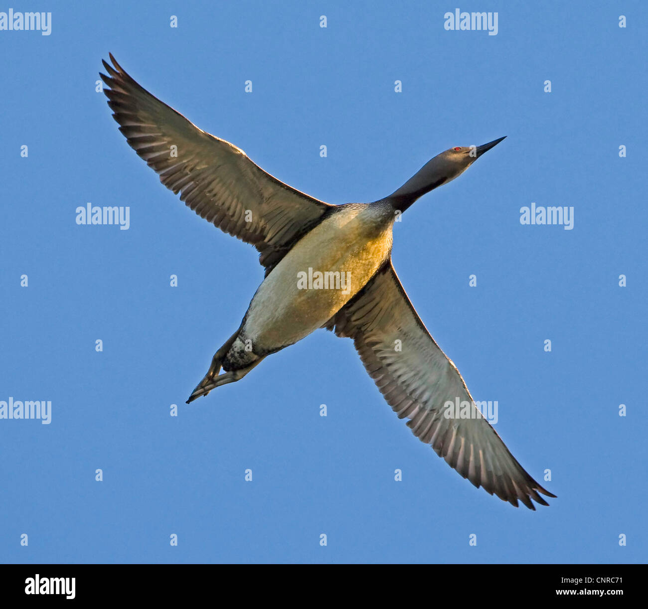 Rosso-throated diver (Gavia stellata), volare nella luce della sera, Norvegia, Troms, Troms Foto Stock