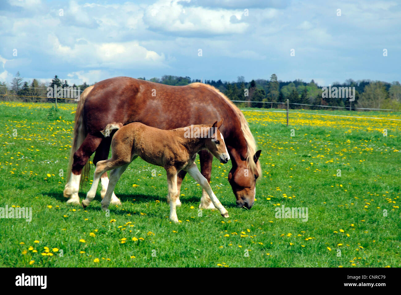 Sud coldblood tedesco (Equus przewalskii f. caballus), il mare con puledro su pascolo in primavera, GERMANIA Baden-Wuerttemberg, Schwaebische Alb Foto Stock